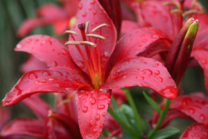 Lillium Asiiatic Red (2 litre pot) Red Lily