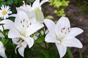 Lillium Asiiatic White (2 litre pot) White Lily