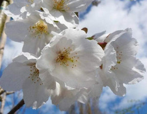 Prunus Tiahaku White Flowering Cherry 12 litre pot (175-200cm)