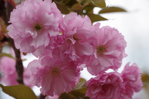 Prunus Kanzan - Pink Flowering cherry 25 litre Pot (Approx. 6 ft high)