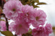 Prunus Kanzan - Pink Flowering cherry 290 litre Pot (30-35cm girth)