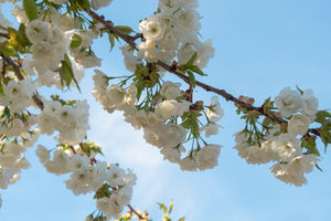 Prunus Shirotae 'White Flowering Cherry' 130 litre pot (16-18cm girth)