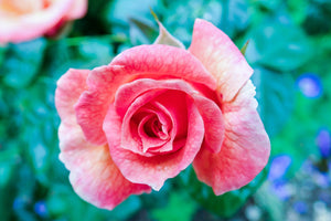 Rose Lady Marmelade ‘Bush Rose’ 5Lt pot