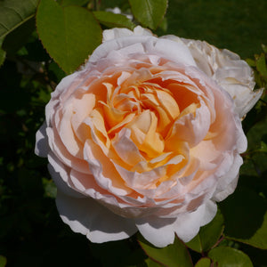 Rose Joie De Vivre (bush) (5 Litre Pot)   Rose of the year 2011