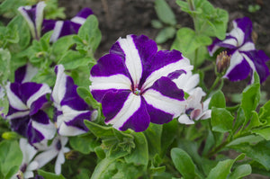 Petunia Mixed Colours (6 Pack Tray)