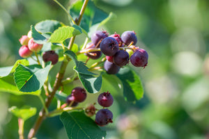 Amelanchier Glenform - June Berry Tree 25 litre Pot (5-6 ft)