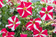Petunia Mixed Colours (6 Pack Tray)