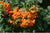 Pyrancantha Orange Glow - (7.5 Litre Pot )