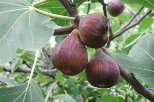 Ficus Carica ‘Fig Tree’ 2Lt pot