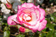 Rose Handel ‘Climbing Rose’ 5Lt pot