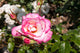 Rose Handel ‘Climbing Rose’ 5Lt pot
