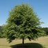 Tilia Greenspire 'Small leaved Lime' 130 litre Pot (25-30cm girth)