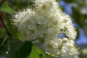 Sorbus Aria Lutescens 'Whitebeam' 12-14cm Girth (Approx. 3.5-4 metres high) 45 litre Pot Grown
