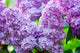 Syringa Minuet  'Lilac Tree' 3 Litre Pot  - Height - 40-50cm