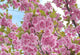 Prunus Kanzan - Pink Flowering cherry 290 litre Pot (25-30cm girth) NI DELIVERY ONLY