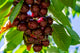 Cherry Hedelfinger - Patio Fruit Tree Cherry in a 5 litre Pot