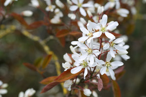 Amelanchier Glenform - June Berry Tree 25 litre Pot (5-6 ft)