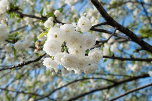 Prunus Shirotae 'White Flowering Cherry'12-14cm Girth, Height (3.5-4 metres) 45 litre pot grown