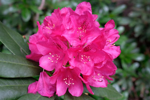 Rhododendron Rocket (5 Litre Pot)