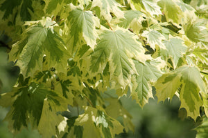 Acer Platanoides Drumondii 8-10cm Girth (Approx. 3.5-4 metres high)45 litre Pot Grown