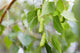 Betula Jacquemontii Multistem - White Stem Birch Tree -  Height - 2.5 -3 metres)