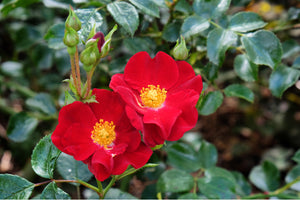 Rose Flowercarpet Red (Disease Resistant Rose)