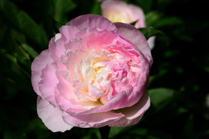 Paeonia ‘Shirley Temple’ Peony Rose 2Lt pot