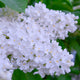 Syringa v. souvenir d'alice harding "Flowering Lilac" 5 Litre Pot 80-100cm