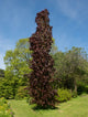 Fagus Sylvatica Dawycks Purple 'Purple Columnar Beech' 230lt Pot (Semi Mature)