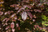 Fagus Sylvatica Purpurea 'Copper Beech' 12-14cm Girth,  Height 3.5 - 4 metres 45 litre pot grown