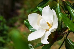 Magnolia Granifolla Little Gem (Evergreen Magnolia) 2Lt pot