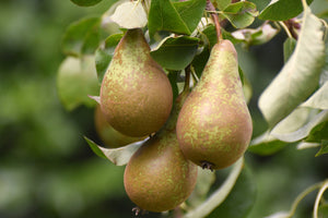 Pear Conference - Patio Fruit Tree in a 5 litre Pot