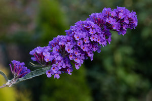 Buddleia Nanho Blue "Butterfly Bush" (3 litre Pot)