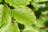 Fagus Sylvatica 'Green Beech' 45 Litre Pot (3-3.5 metre)