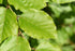 Fagus Sylvatica 'Green Beech' 12-14cm Girth (Approx. 3.5-4 metres high)45 litre Pot Grown
