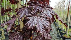Acer Royal Red (Purple Leaved Norway Maple) 12-14cm Girth (Approx. 3.5-4 metres high) 45 litre Pot Grown