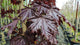 Acer Royal Red (Purple Leaved Norway Maple) 130 litre pot (14-16cm girth)