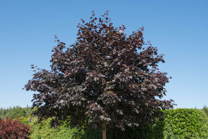 Acer Royal Red (Purple Leaved Norway Maple) 12 litre pot (5-6 ft)