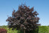 Acer Royal Red (Purple Leaved Norway Maple) 12-14cm Girth (Approx. 3.5-4 metres high) 45 litre Pot Grown