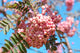 Sorbus Aucuparia Vilmorinii  'Pink berried Rowan' 12-14cm Girth (Approx. 3.5-4 metres high) 45 litre Pot Grown