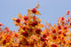 Sorbus Aucuparia Sheerwater Seedling 12 litre Pot (5-6ft)