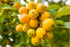 Malus Golden Hornet  12 litre pot (175-200cm)