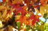 Liquidamber Worplesdon - Sweet Gum Tree 130 litre (25-30cm girth)