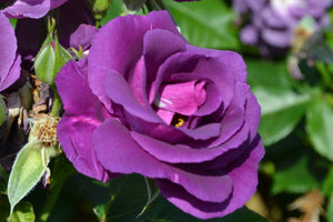 Rhapsody in Blue ‘Bush Rose’ 5Lt pot