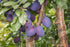 Prunus Merryweather Damson - Damson Plum Tree 2 Year Old Bush 4-5ft