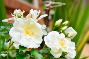 Rose Flowercarpet White (Disease Resistant Rose)