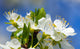 Prunus Merryweather Damson - Damson Plum Tree 2 Year Old Bush 4-5ft