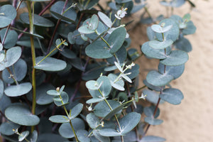 Eucalyptus Gunii  Cider Gum Tree  3-3.5 metres 25 Litre Pot Grown