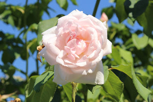 Madame Alfred Carriere ‘Climbing Rose’ 5Lt pot