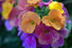 Erysimum Sunset - Perennial Wallflower - 2  Litre Pot